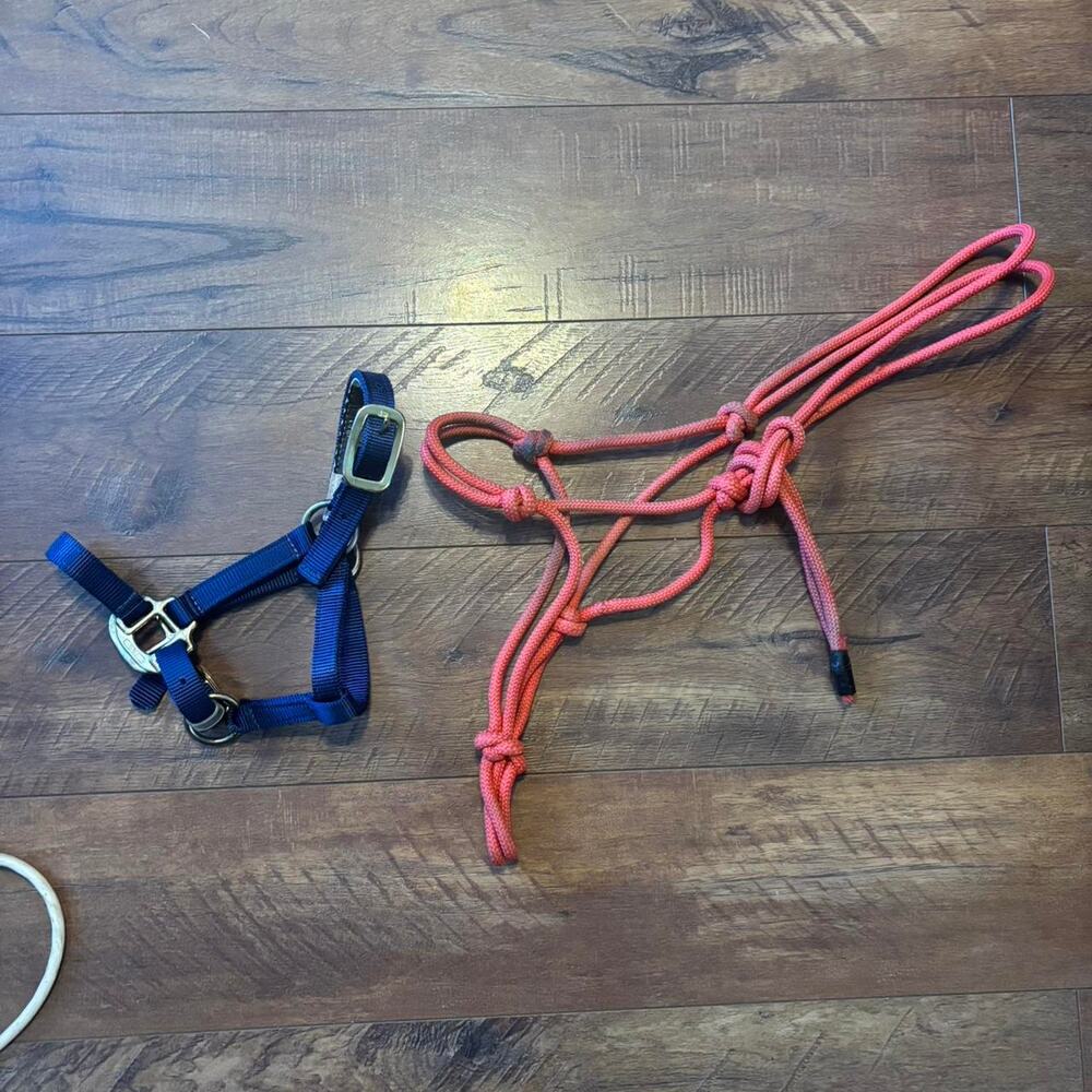 Foal/mini horse halter set lot of 2